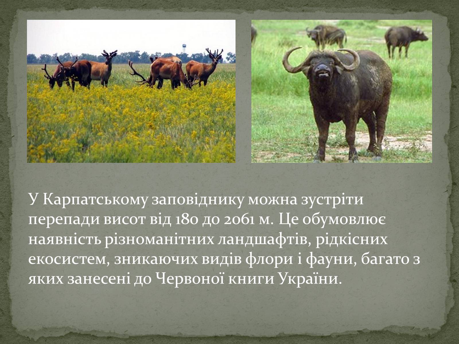 Презентація на тему «Карпатський біосферний заповідник» (варіант 3) - Слайд #7