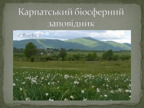 Презентація на тему «Карпатський біосферний заповідник» (варіант 3)