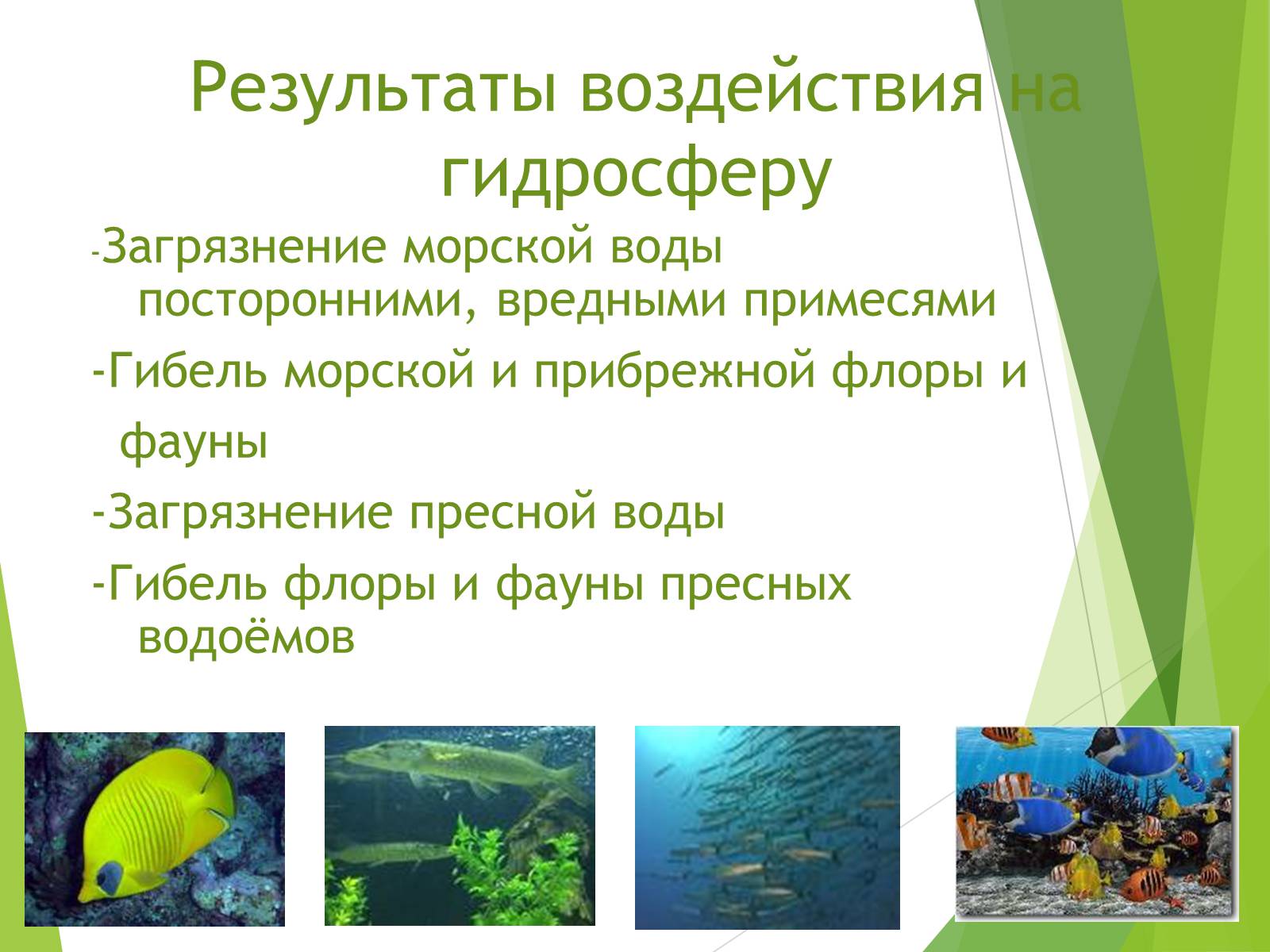 Антропогенное воздействие на гидросферу. Влияние человека на флору и фауну. Воздействие биосферы на гидросферу. Влияние загрязненной воды на флору и фауну. Влияние Флоры и фауны на человека.