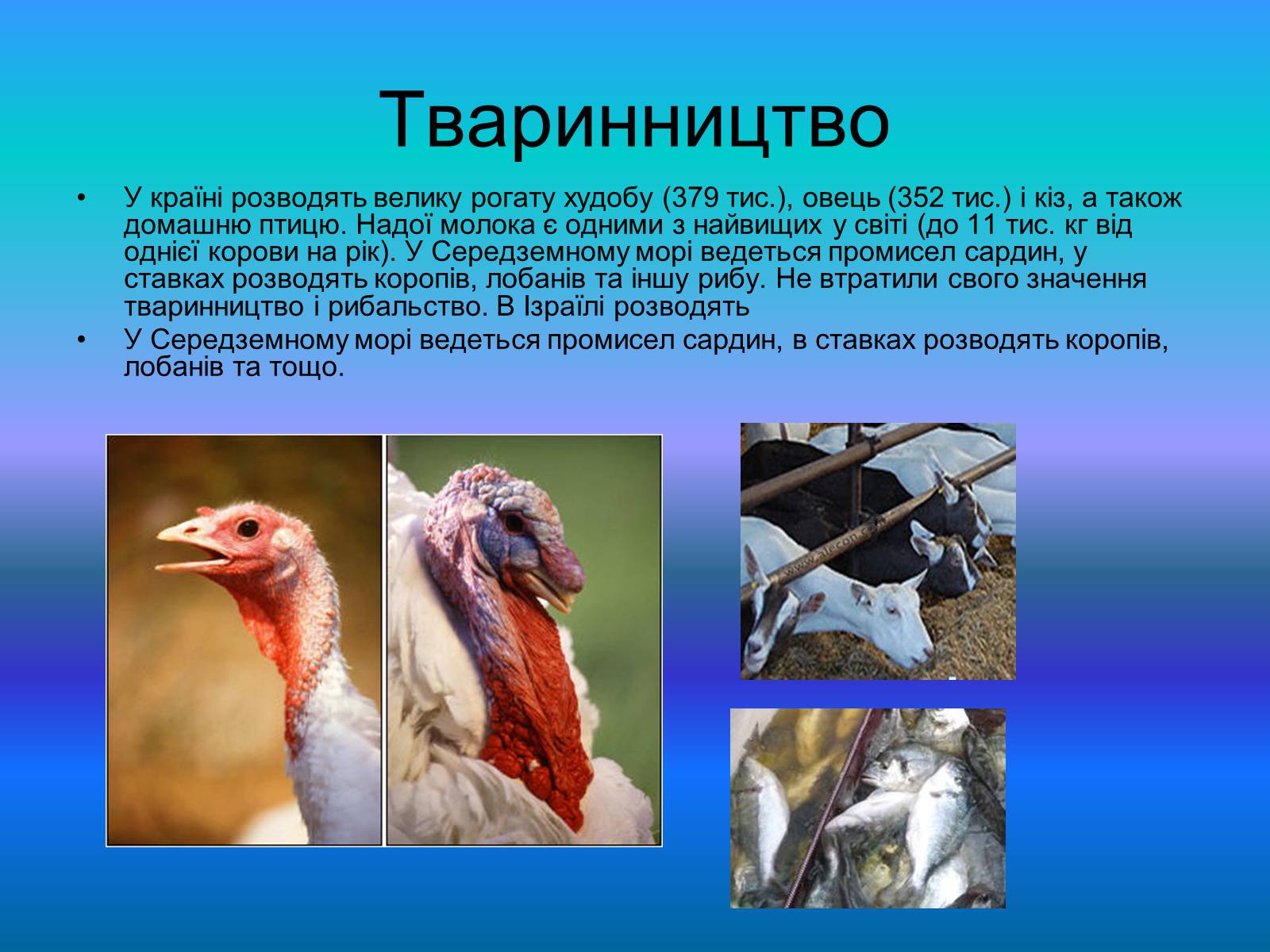 Презентація на тему «Повна характеристика Ізраїлю» - Слайд #10