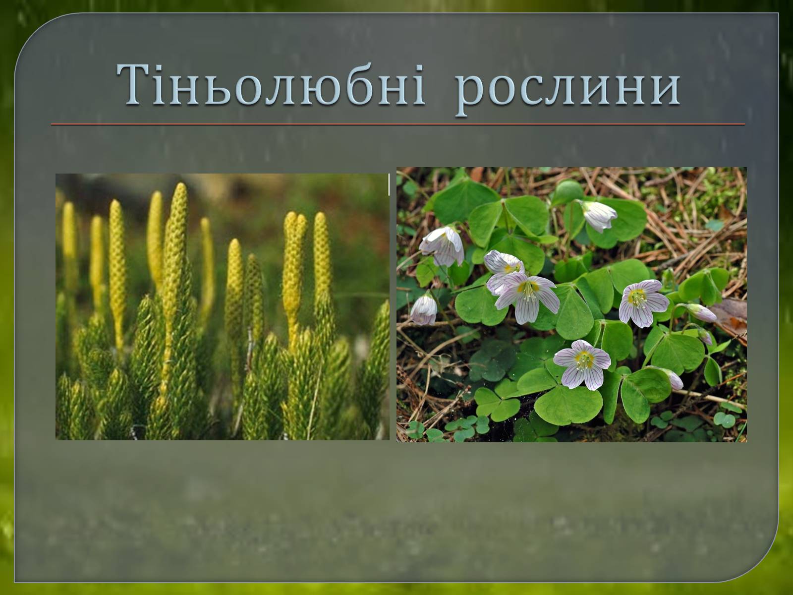 Презентація на тему «Наземно – повітряне середовище» - Слайд #10 Презентація на тему «Наземно – повітряне середовище» - Слайд #10