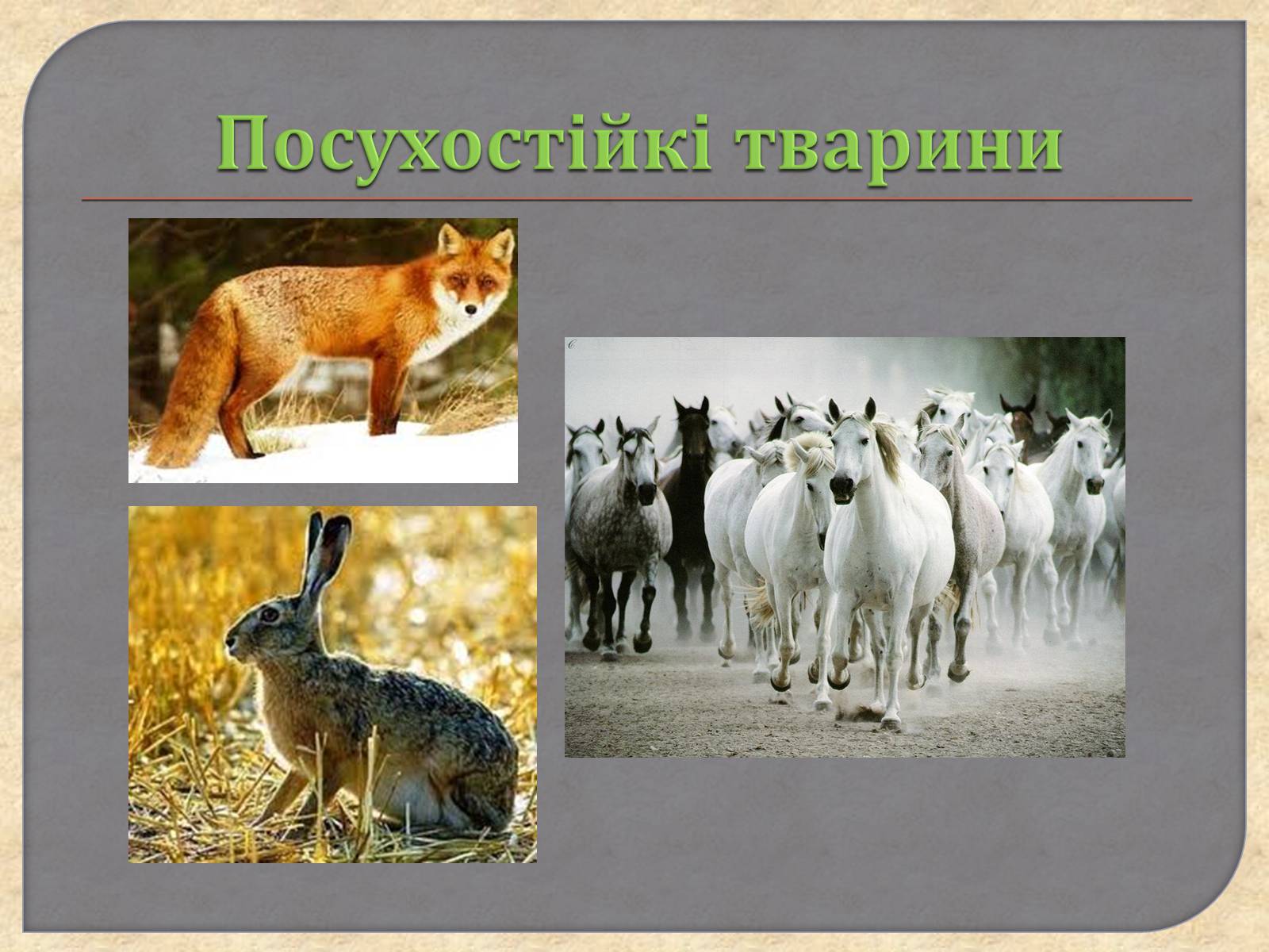Презентація на тему «Наземно – повітряне середовище» - Слайд #27 Презентація на тему «Наземно – повітряне середовище» - Слайд #27
