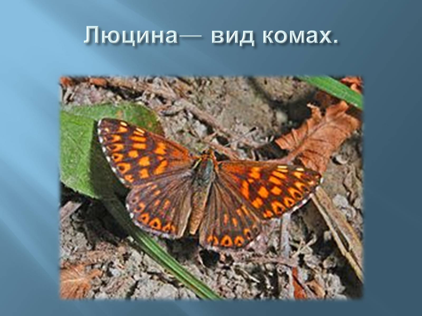 Презентація на тему «Червона книга України» (варіант 13) - Слайд #10