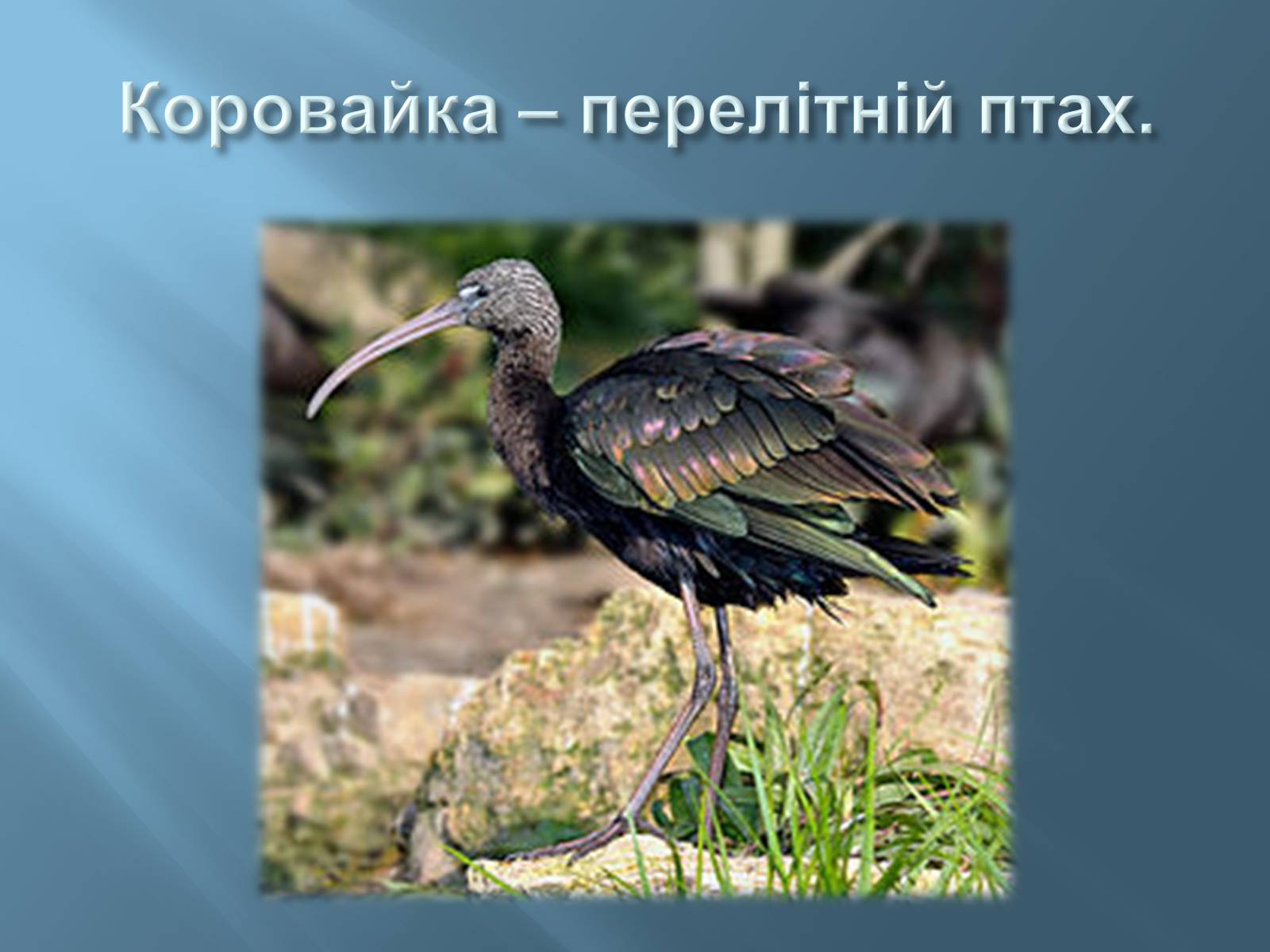 Презентація на тему «Червона книга України» (варіант 13) - Слайд #7