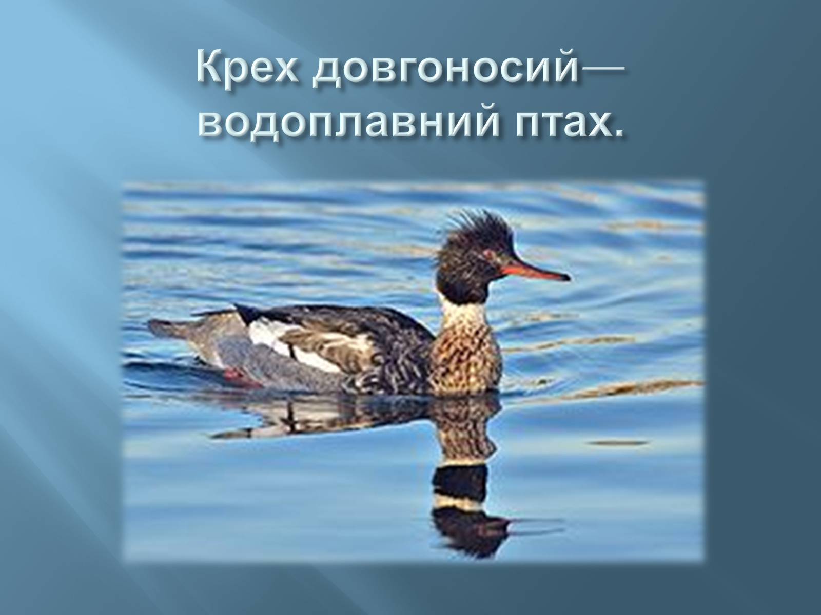 Презентація на тему «Червона книга України» (варіант 13) - Слайд #9