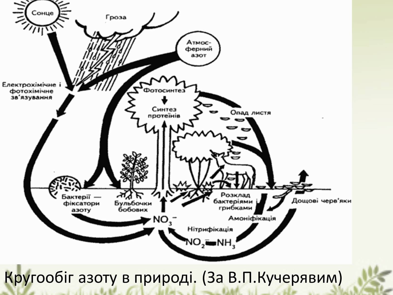 Презентація на тему «Колообіг речовин у природі» (варіант 1) - Слайд #8