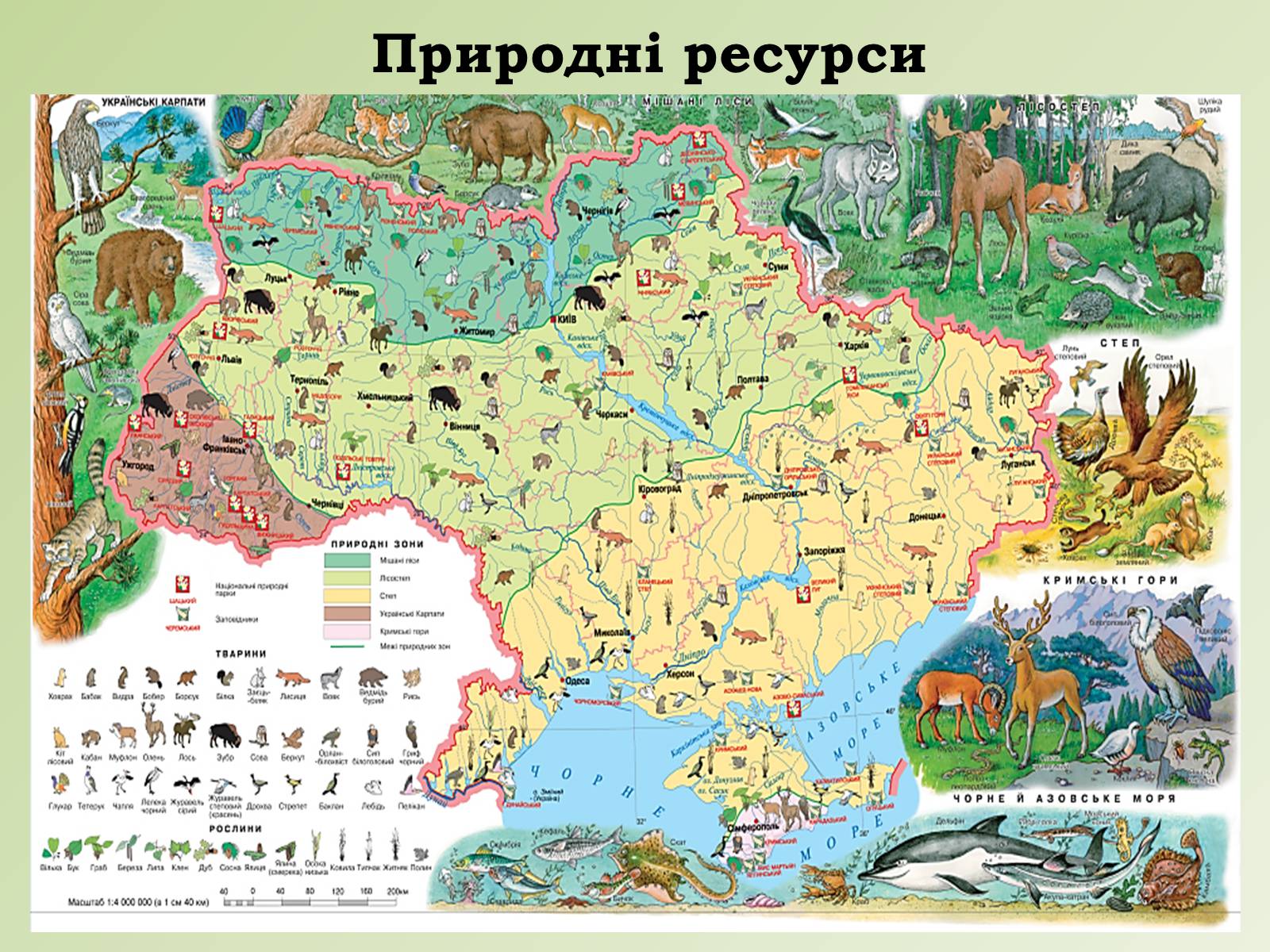 Презентація на тему «Карпатський економічний район» (варіант 1) - Слайд #10