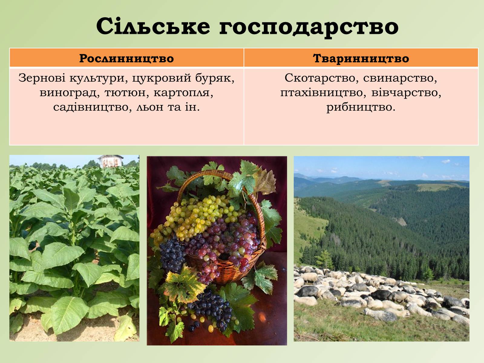 Презентація на тему «Карпатський економічний район» (варіант 1) - Слайд #21