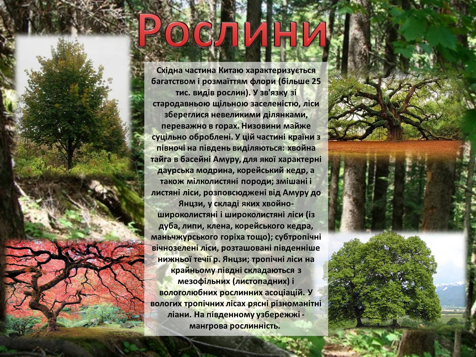 Презентація на тему «Китайська Народна Республіка» (варіант 3) - Слайд #13