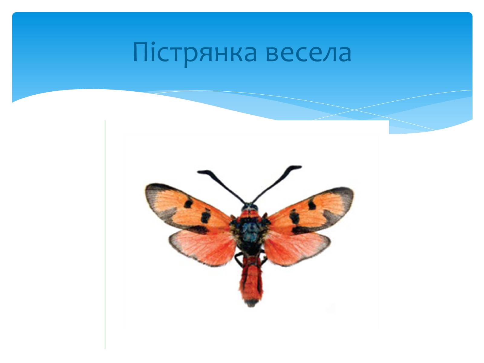 Презентація на тему «Казантипський природний заповідник» - Слайд #20