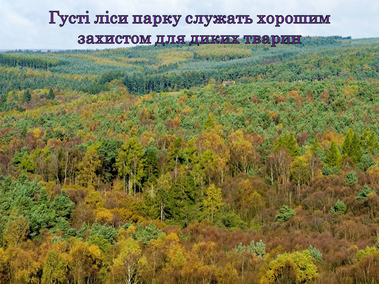 Презентація на тему «Природні парки Великобританії» - Слайд #22