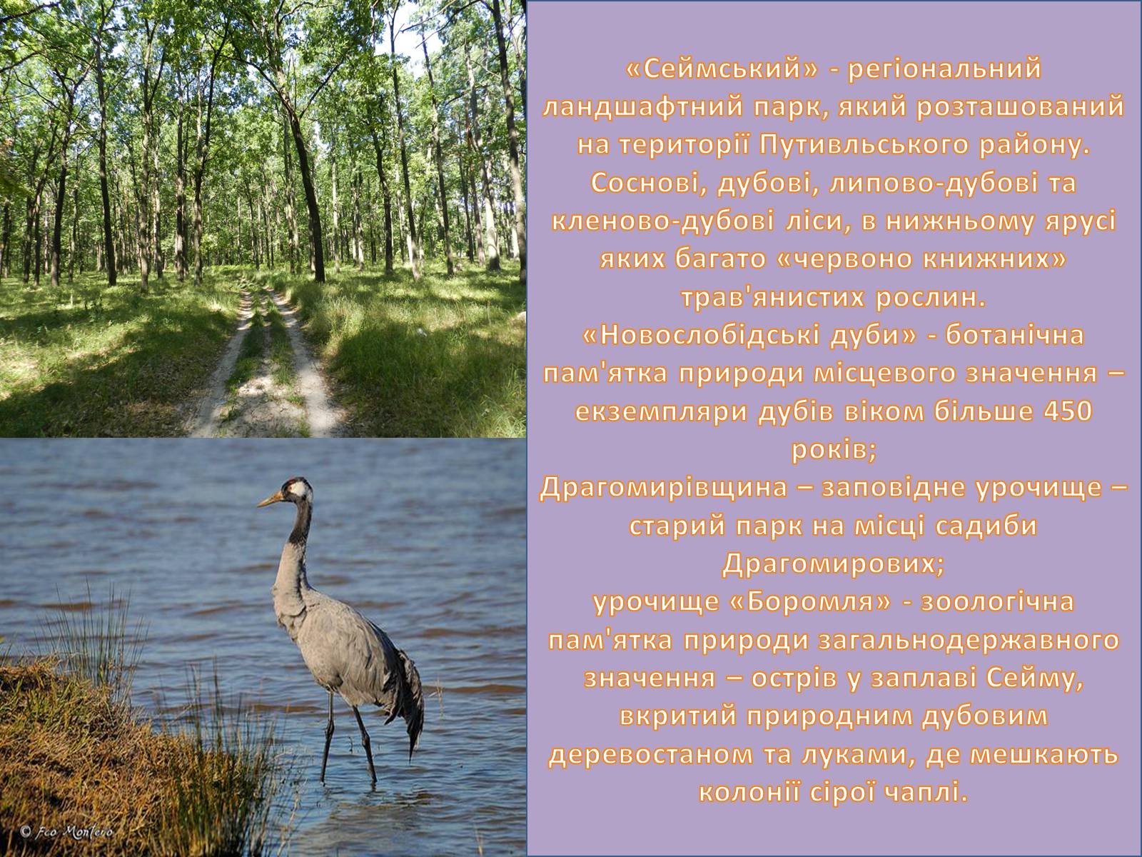 Презентація на тему «Заповідні місця та охороняємі об&#8217;єкти Сумщини» - Слайд #6