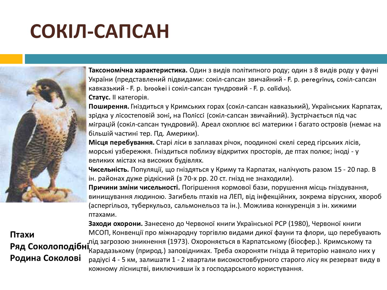 Презентація на тему «Червона книга україни» (варіант 4) - Слайд #12