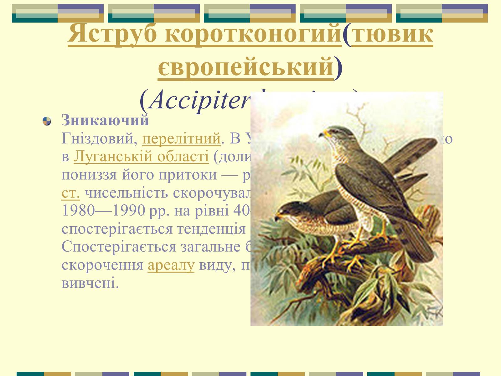 Презентація на тему «Червона книга України» (варіант 11) - Слайд #31