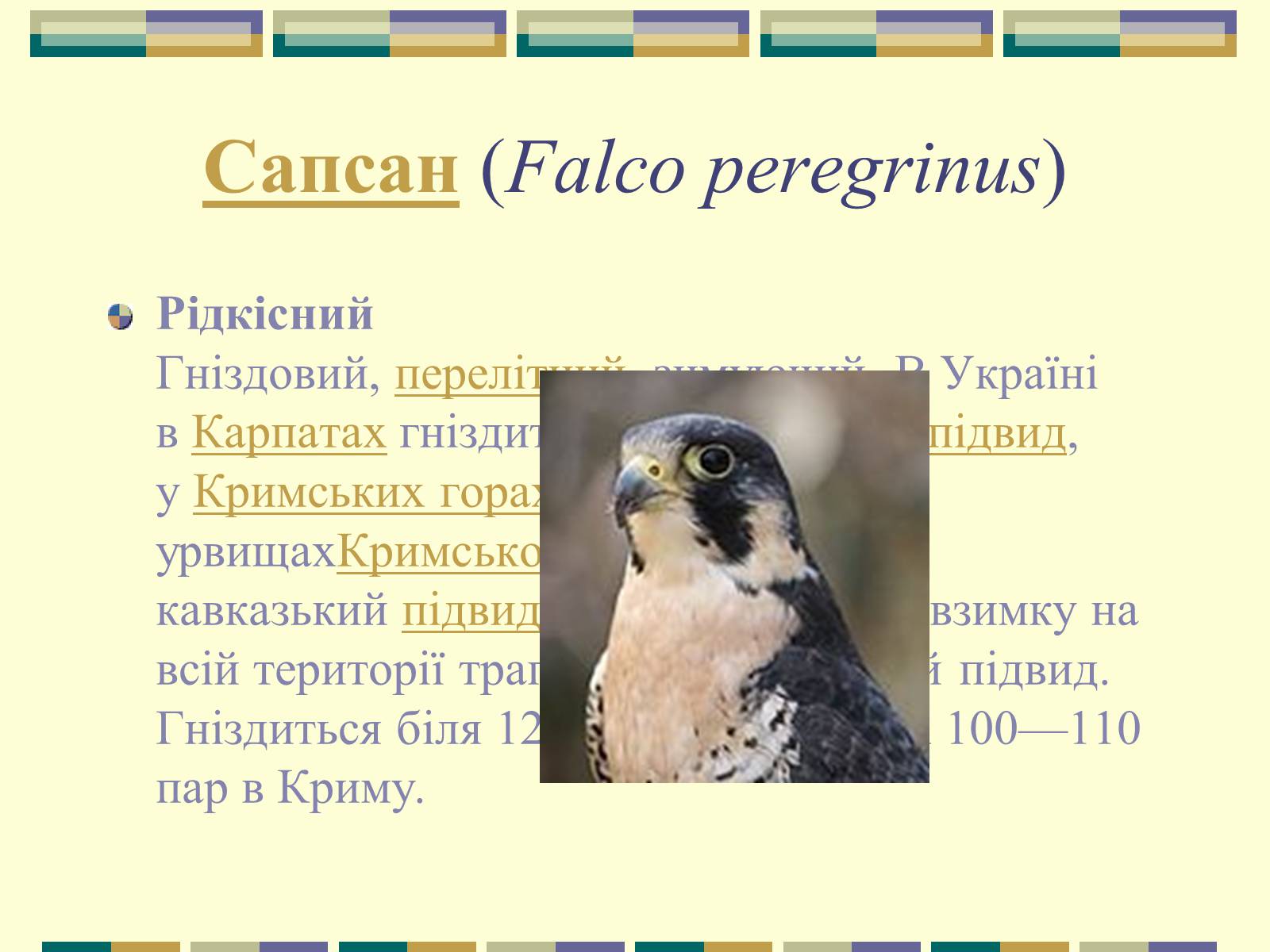 Презентація на тему «Червона книга України» (варіант 11) - Слайд #45