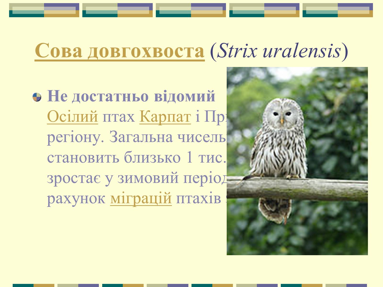 Презентація на тему «Червона книга України» (варіант 11) - Слайд #81