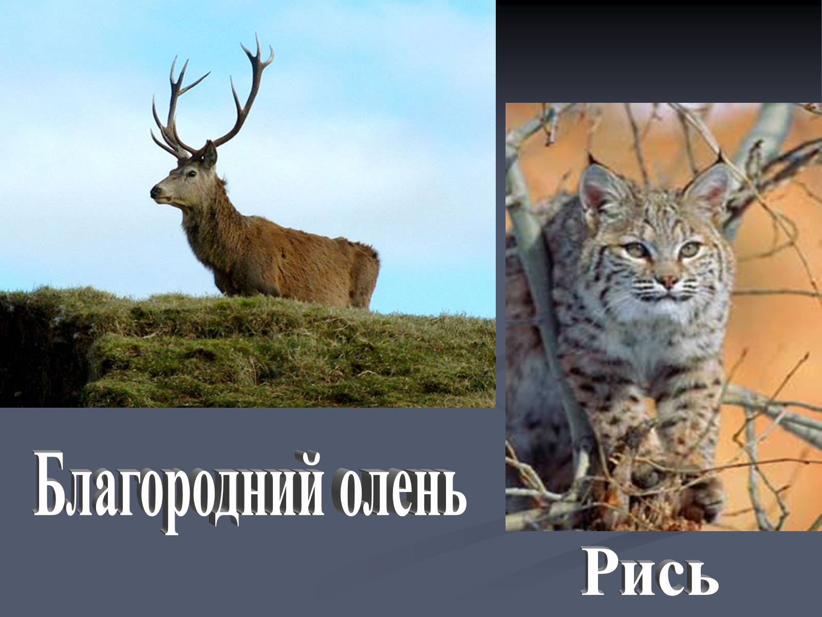 Презентація на тему «Карпатський економічний район» (варіант 5) - Слайд #17