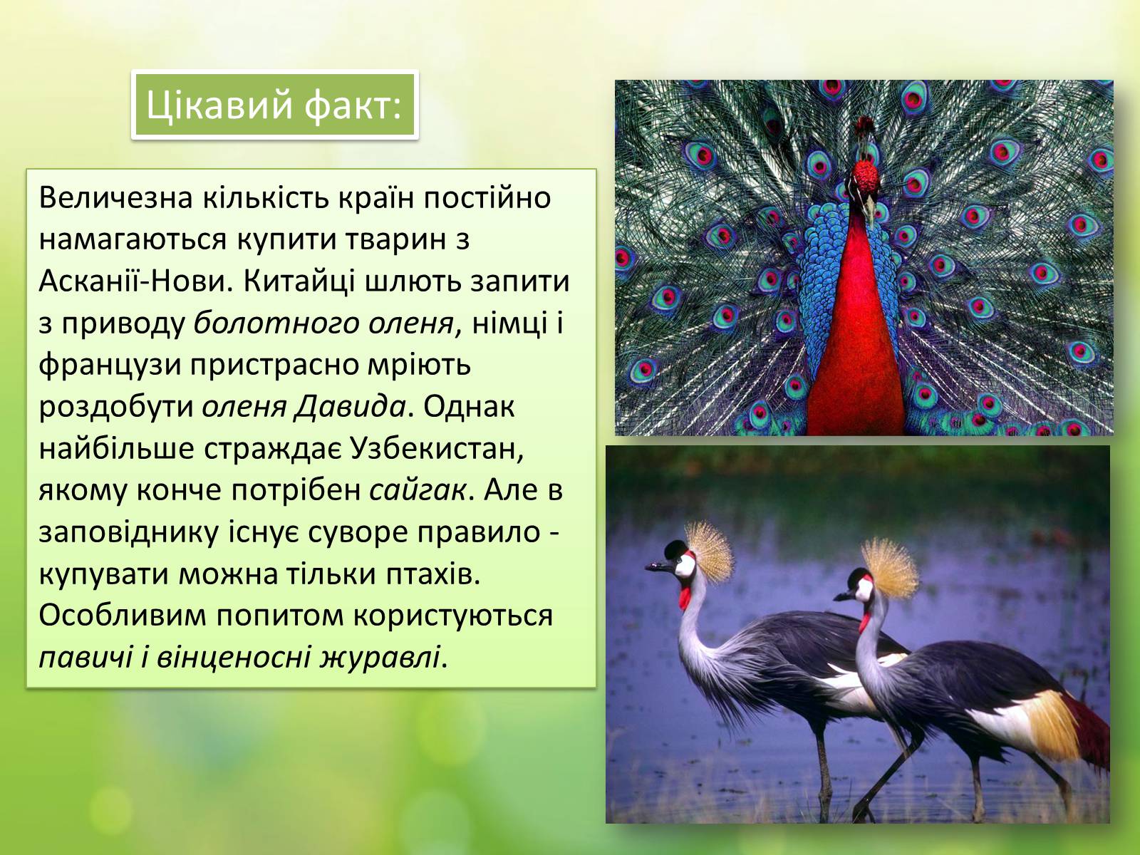 Презентація на тему «Біосферний заповідник «Асканія-Нова» імені Ф.Е.Фальц-Фейна» - Слайд #11