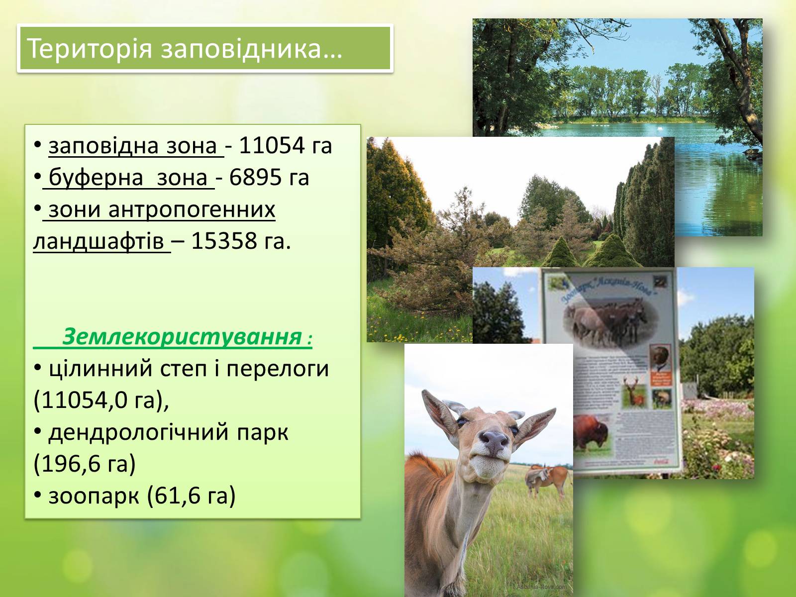 Презентація на тему «Біосферний заповідник «Асканія-Нова» імені Ф.Е.Фальц-Фейна» - Слайд #4