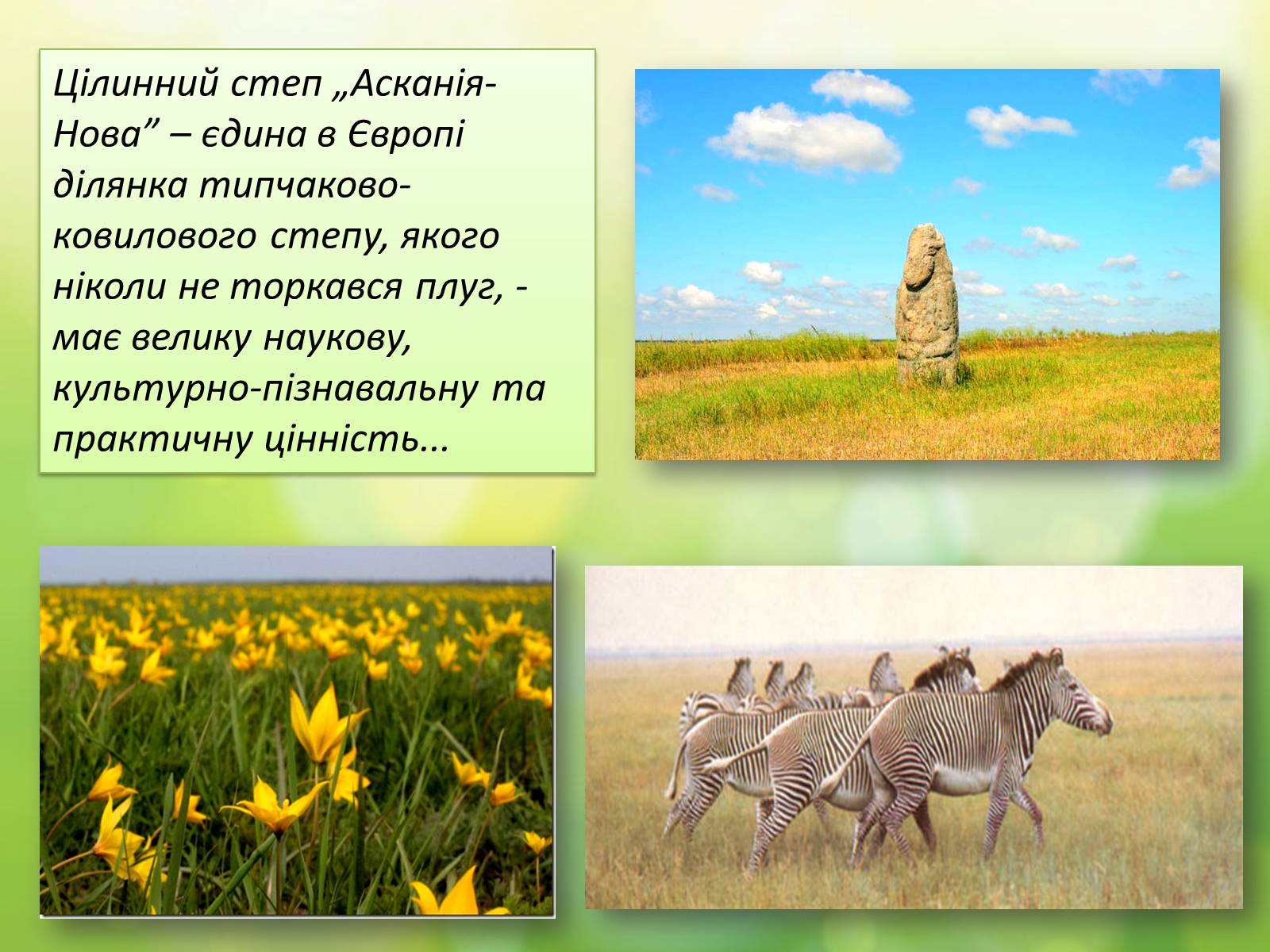 Презентація на тему «Біосферний заповідник «Асканія-Нова» імені Ф.Е.Фальц-Фейна» - Слайд #6