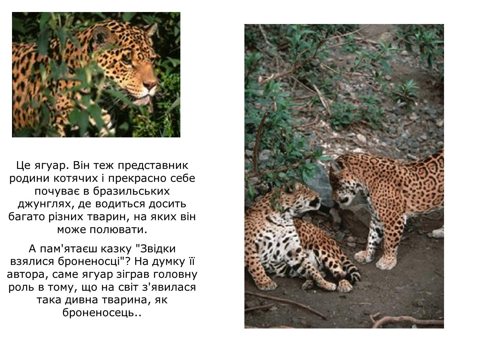 Научный текст про ягуара. Семейство кошачьих представители. Рассказать об Ягуаре. Доклад про ягуара. Ягуар описание.