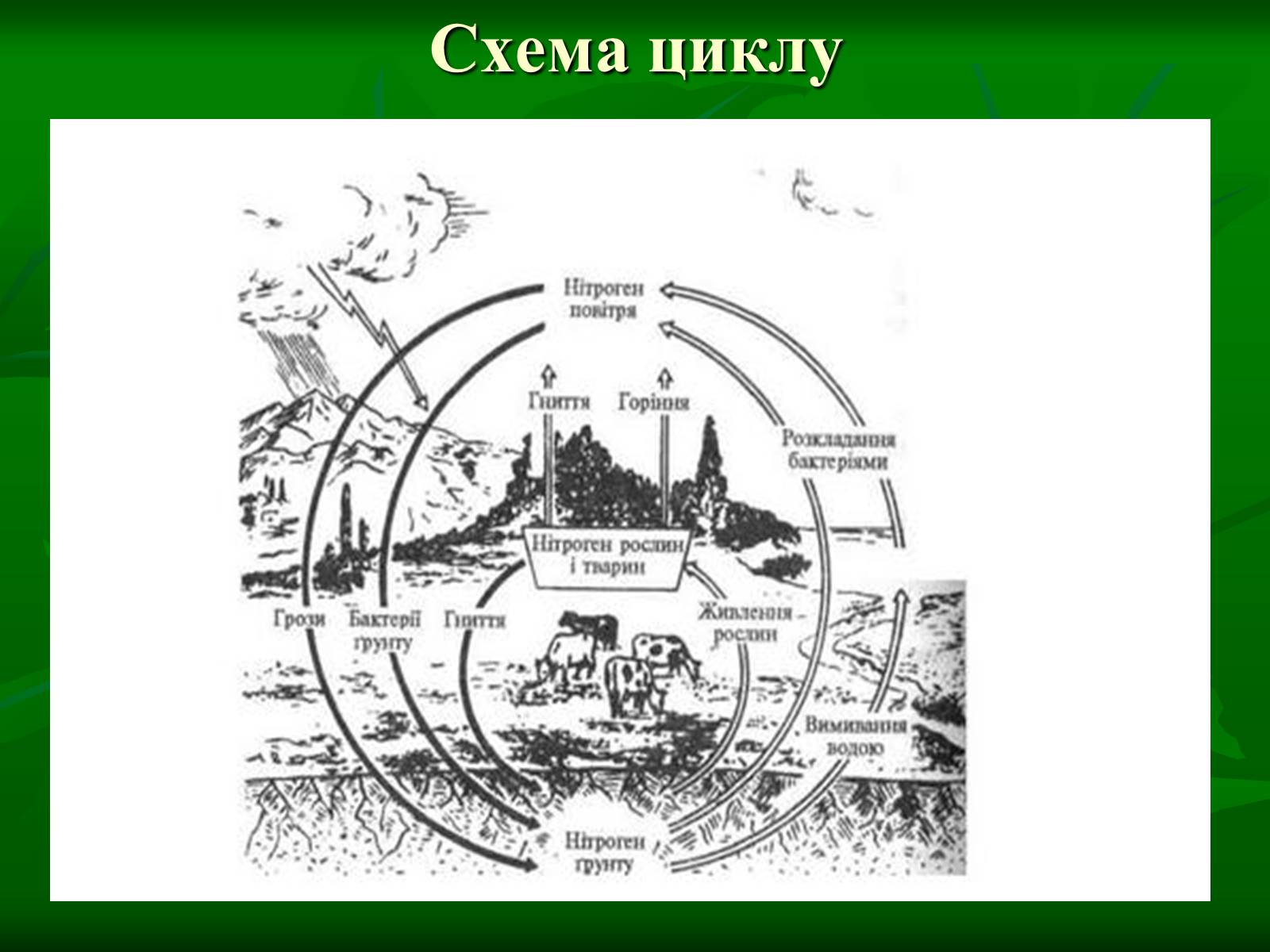 Презентація на тему «Цикл нітрогену в природі» - Слайд #4