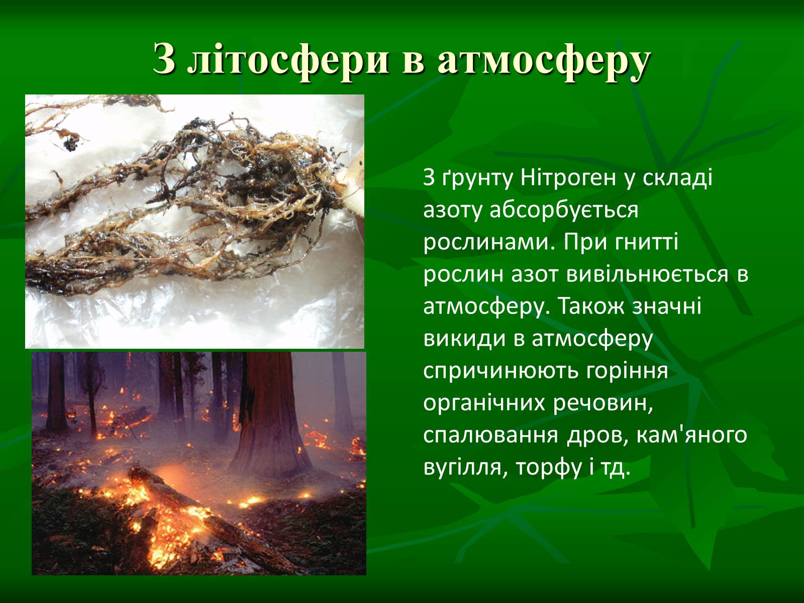 Презентація на тему «Цикл нітрогену в природі» - Слайд #5