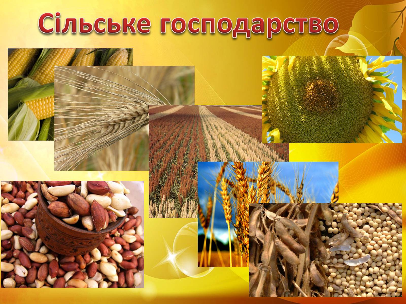 Презентація на тему «Сполучені Штати Америки» (варіант 13) - Слайд #8