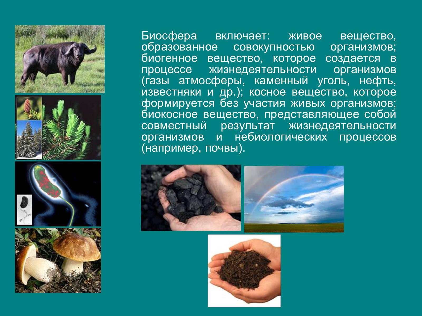 Распространение живых организмов в биосфере. Вещества биосферы. Биогенное вещество биосферы. Живые организмы (живое вещество).. Живые организмы в биосфере.
