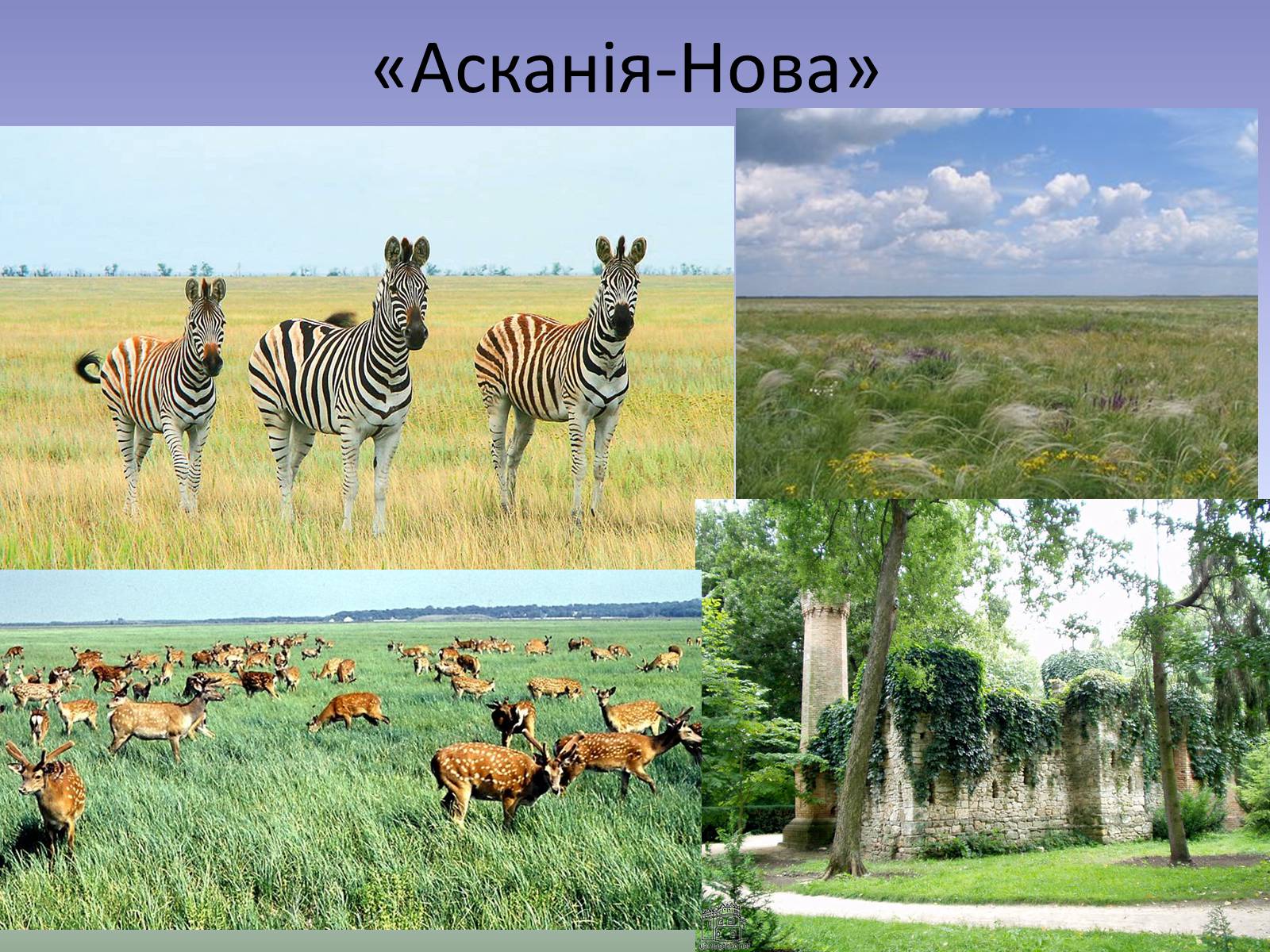 Презентація на тему «Охорона біосфери» (варіант 3) - Слайд #10