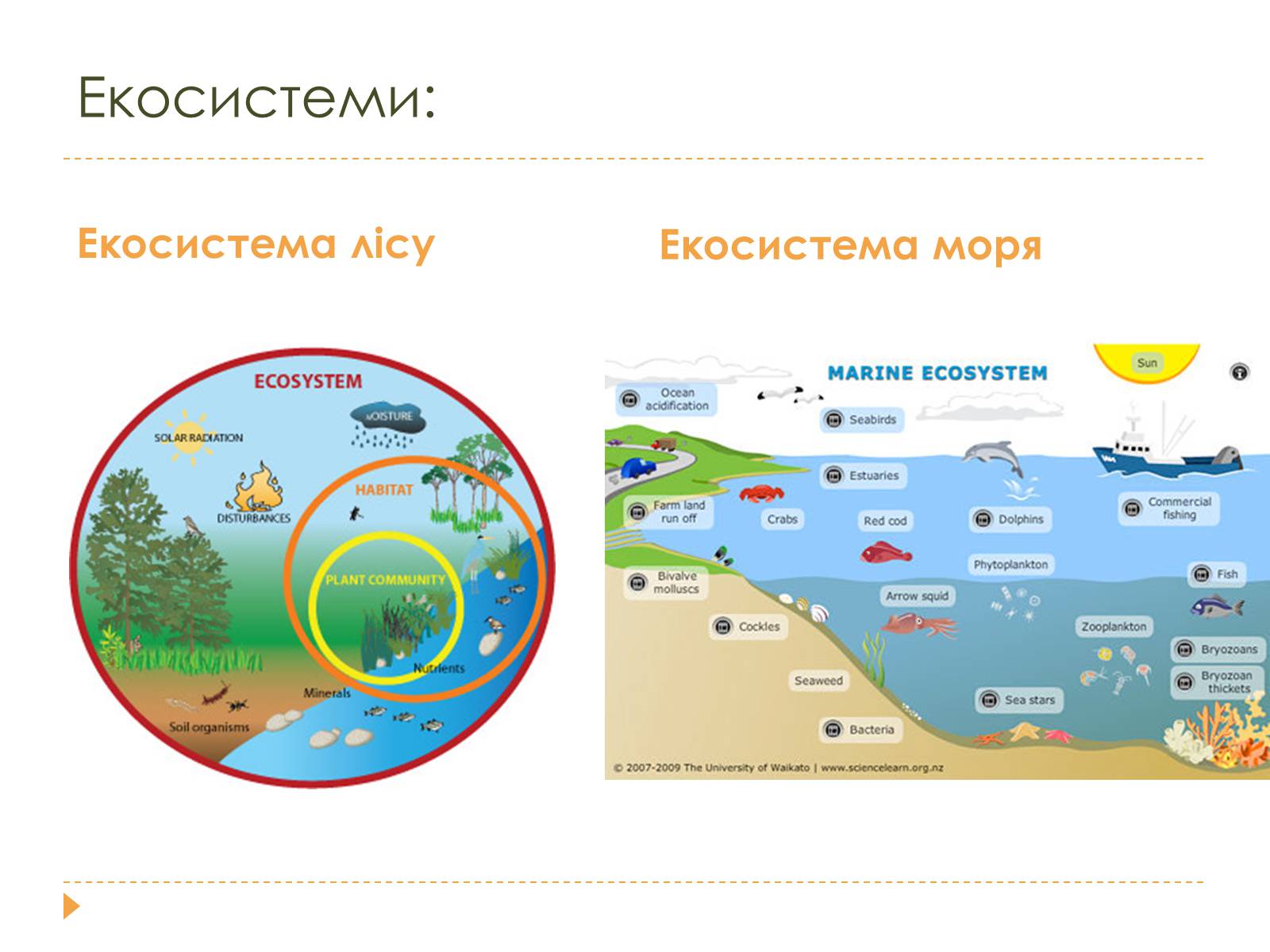 Презентація на тему «Розміри та склад екосистем» - Слайд #2