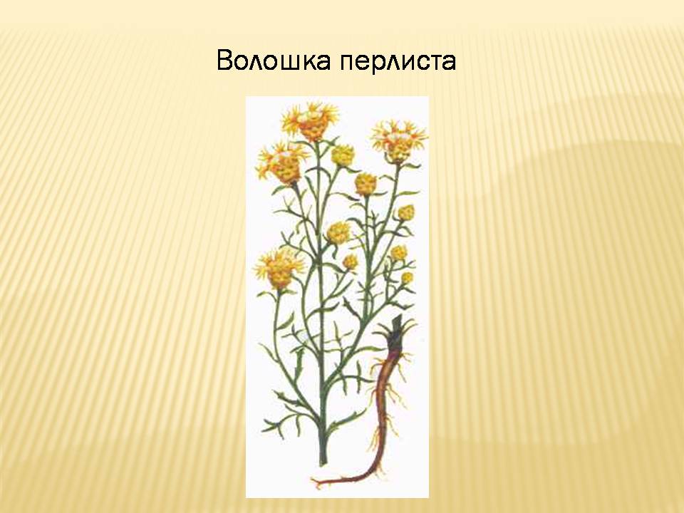 Презентація на тему «Екологічні проблеми Гранітно-степового Побужжя» - Слайд #17