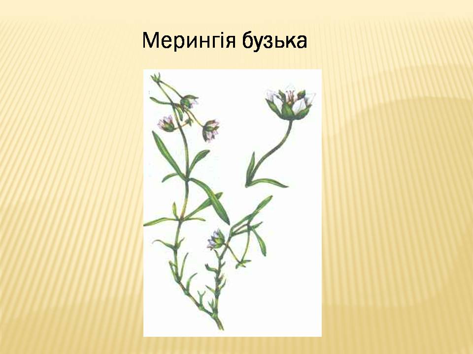 Презентація на тему «Екологічні проблеми Гранітно-степового Побужжя» - Слайд #18