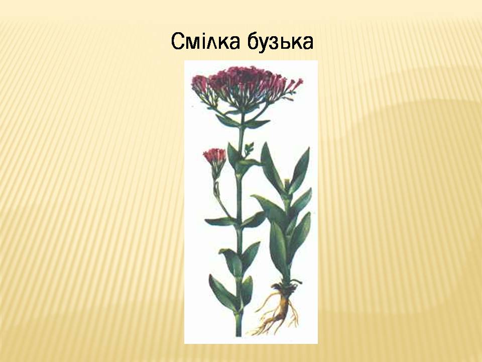 Презентація на тему «Екологічні проблеми Гранітно-степового Побужжя» - Слайд #19