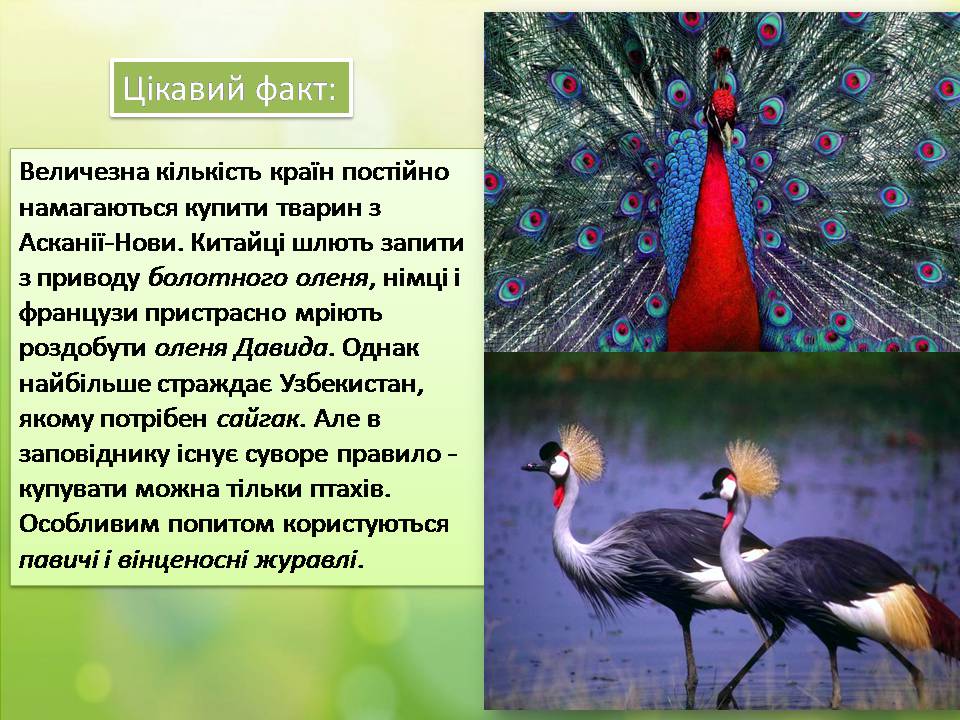 Презентація на тему «Біосферний заповідник «Асканія-Нова»» - Слайд #11