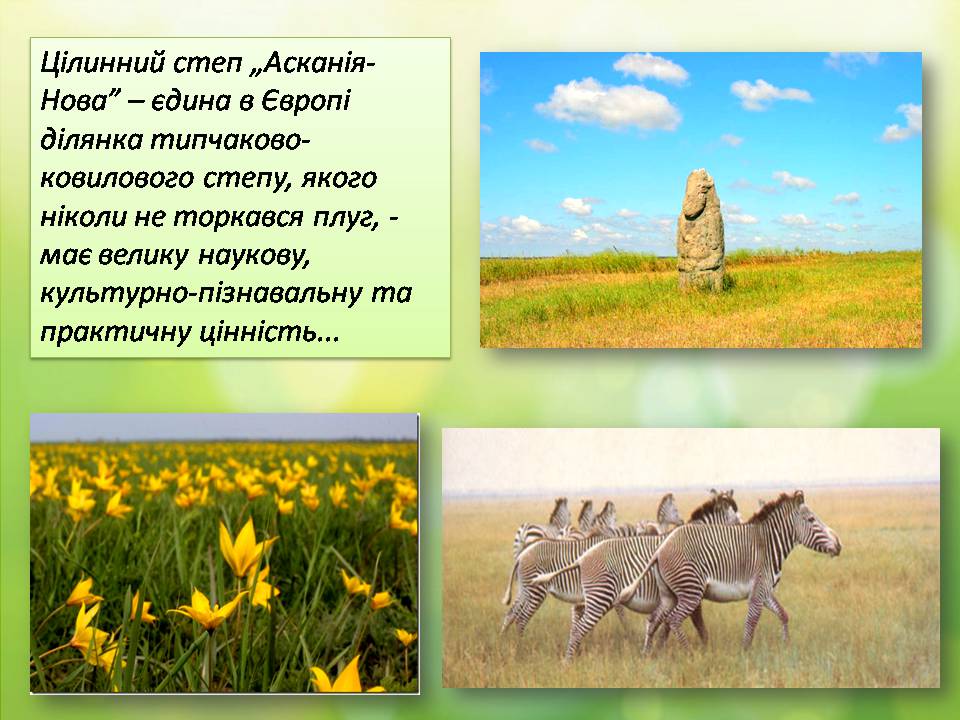 Презентація на тему «Біосферний заповідник «Асканія-Нова»» - Слайд #6