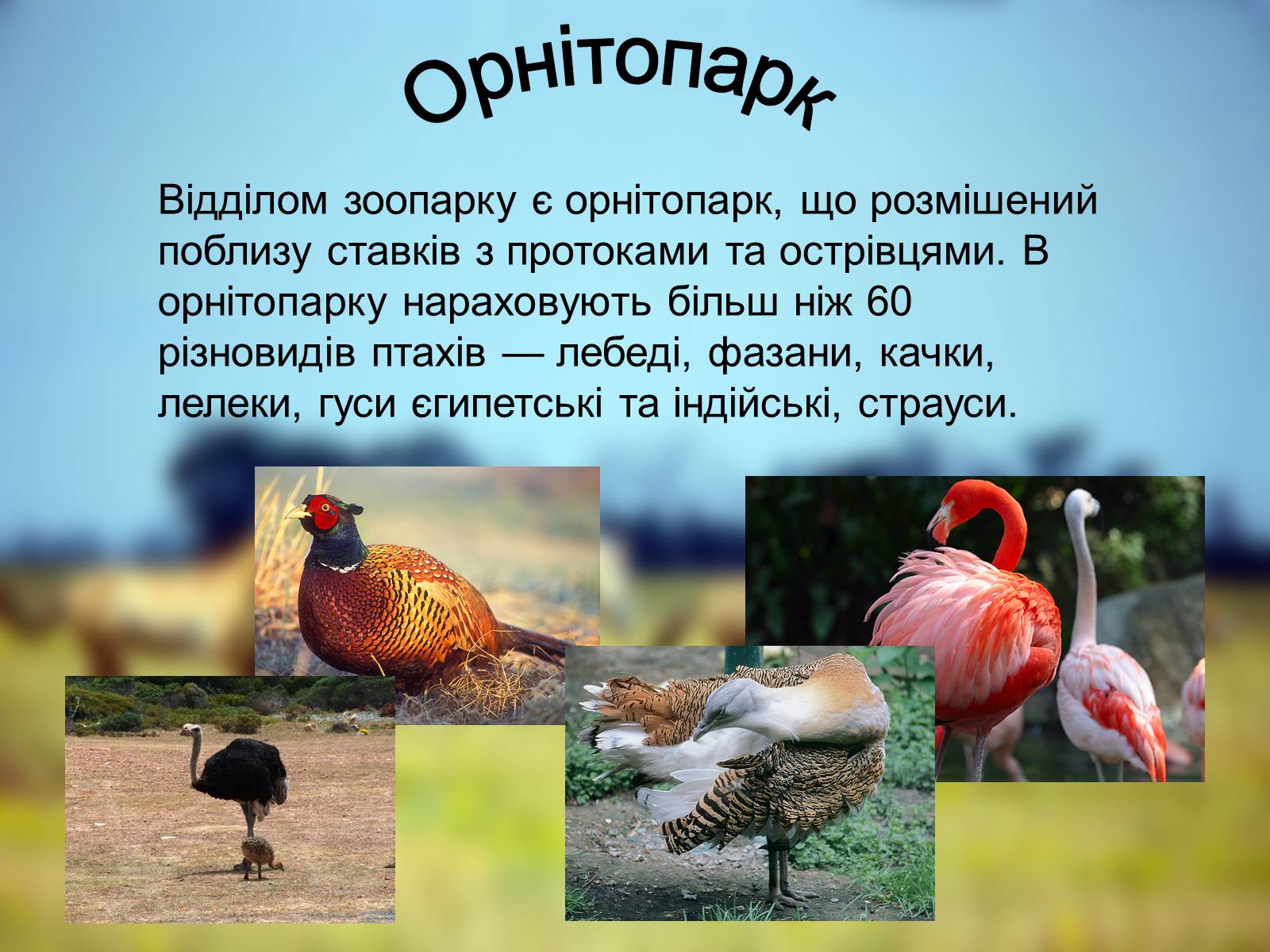 Презентація на тему «Біосферний Заповідник» - Слайд #6