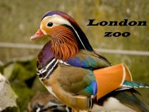 Презентація на тему «London zoo»