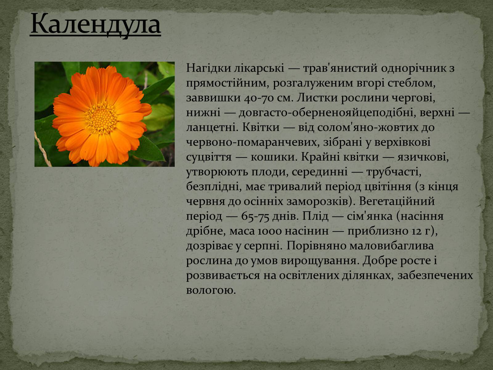 Презентація на тему «Квітковий годинник» - Слайд #10