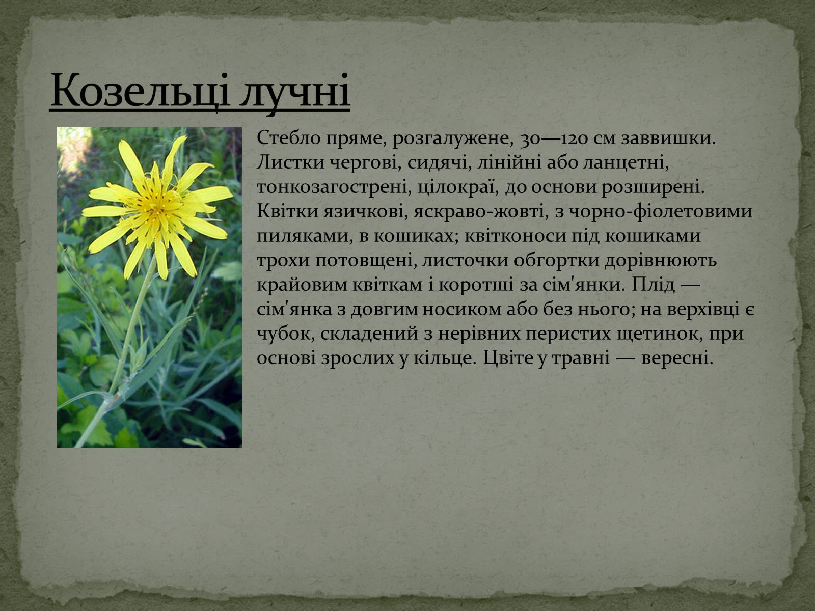 Презентація на тему «Квітковий годинник» - Слайд #6