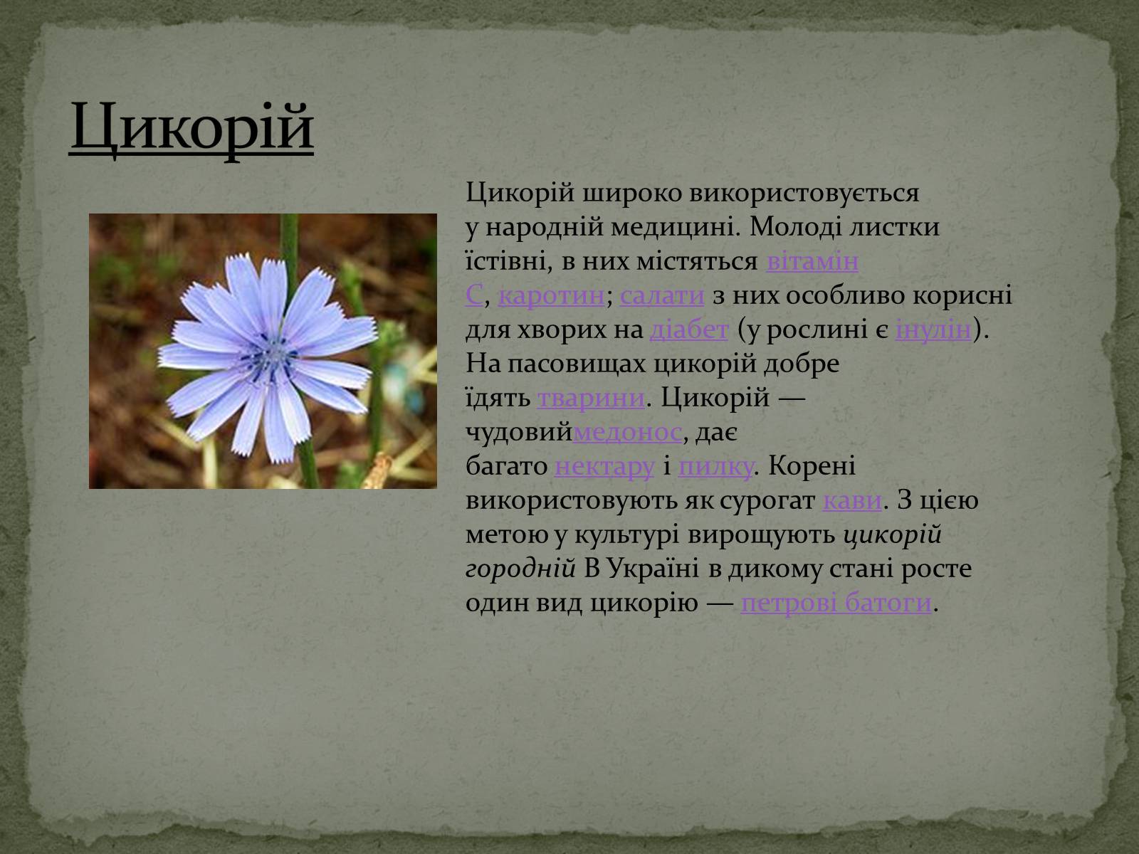 Презентація на тему «Квітковий годинник» - Слайд #7