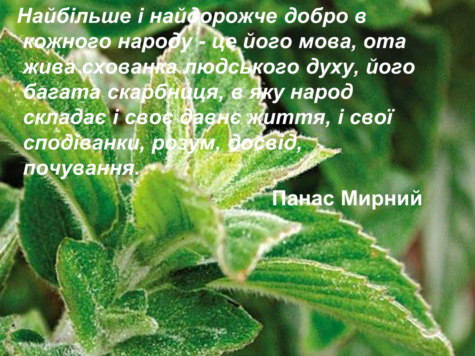 Презентація на тему «День української писемності та мови» - Слайд #16