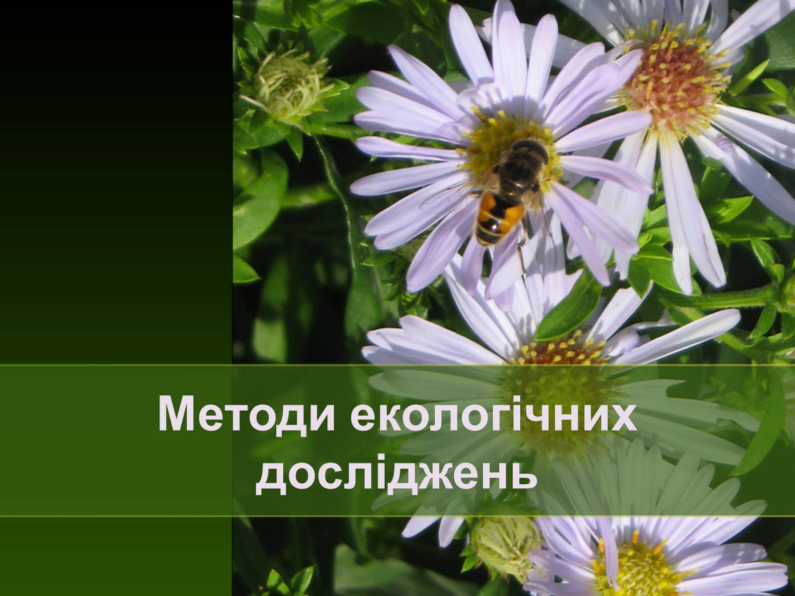 Презентація на тему «Екологія як наука про довкілля» (варіант 2) - Слайд #11