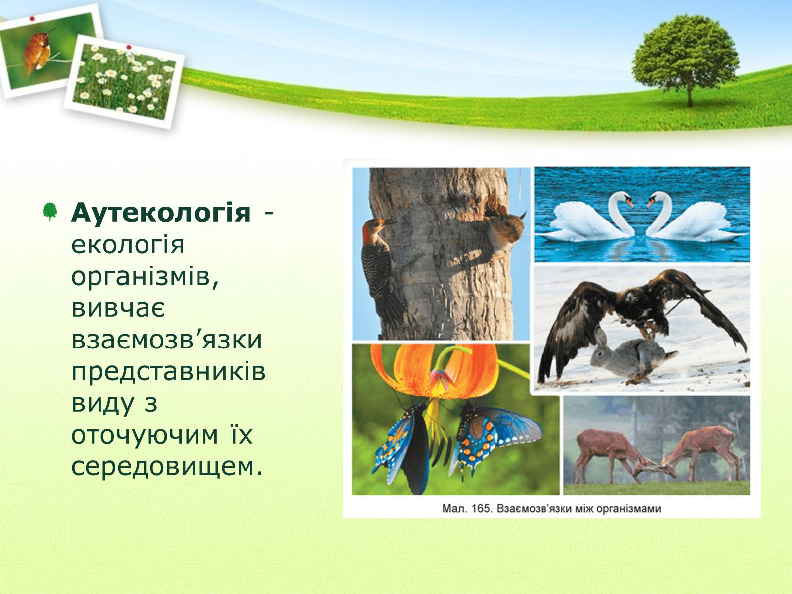 Презентація на тему «Екологія як наука про довкілля» (варіант 2) - Слайд #22