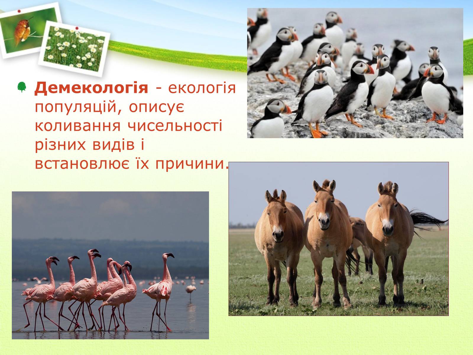 Презентація на тему «Екологія як наука про довкілля» (варіант 2) - Слайд #23