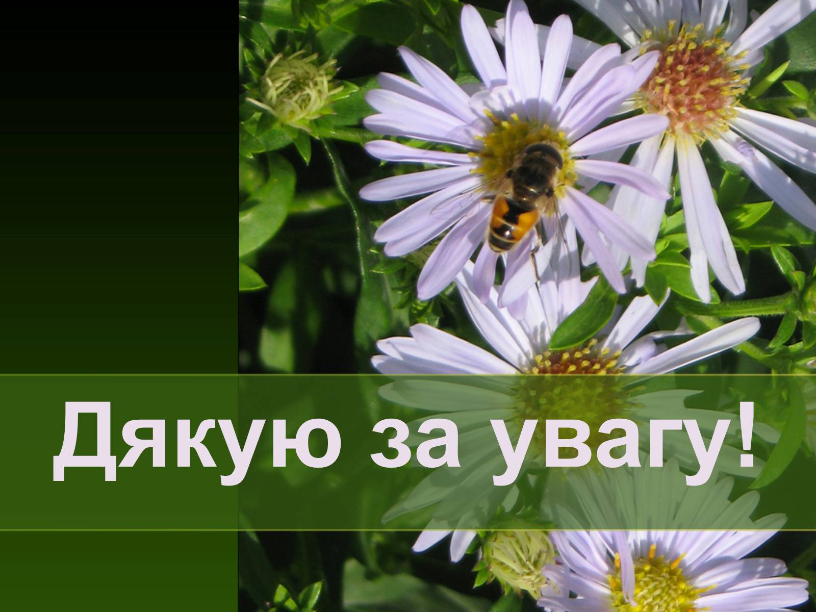 Презентація на тему «Екологія як наука про довкілля» (варіант 2) - Слайд #28