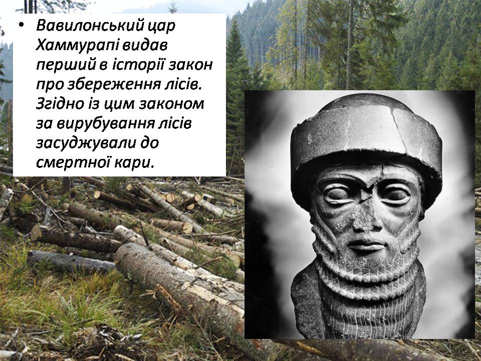 Презентація на тему «Знищення лісів» (варіант 2) - Слайд #12