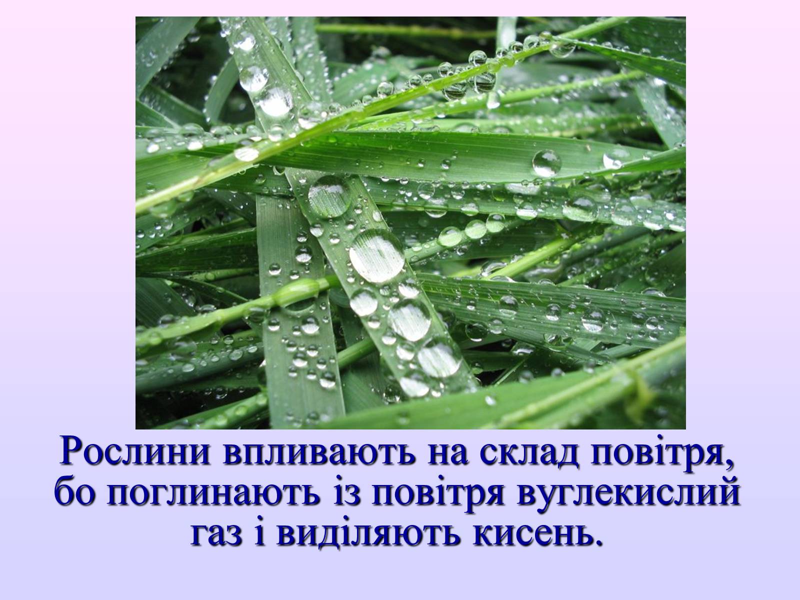 Презентація на тему «Взаємозв&#8217;язки в природі» - Слайд #27