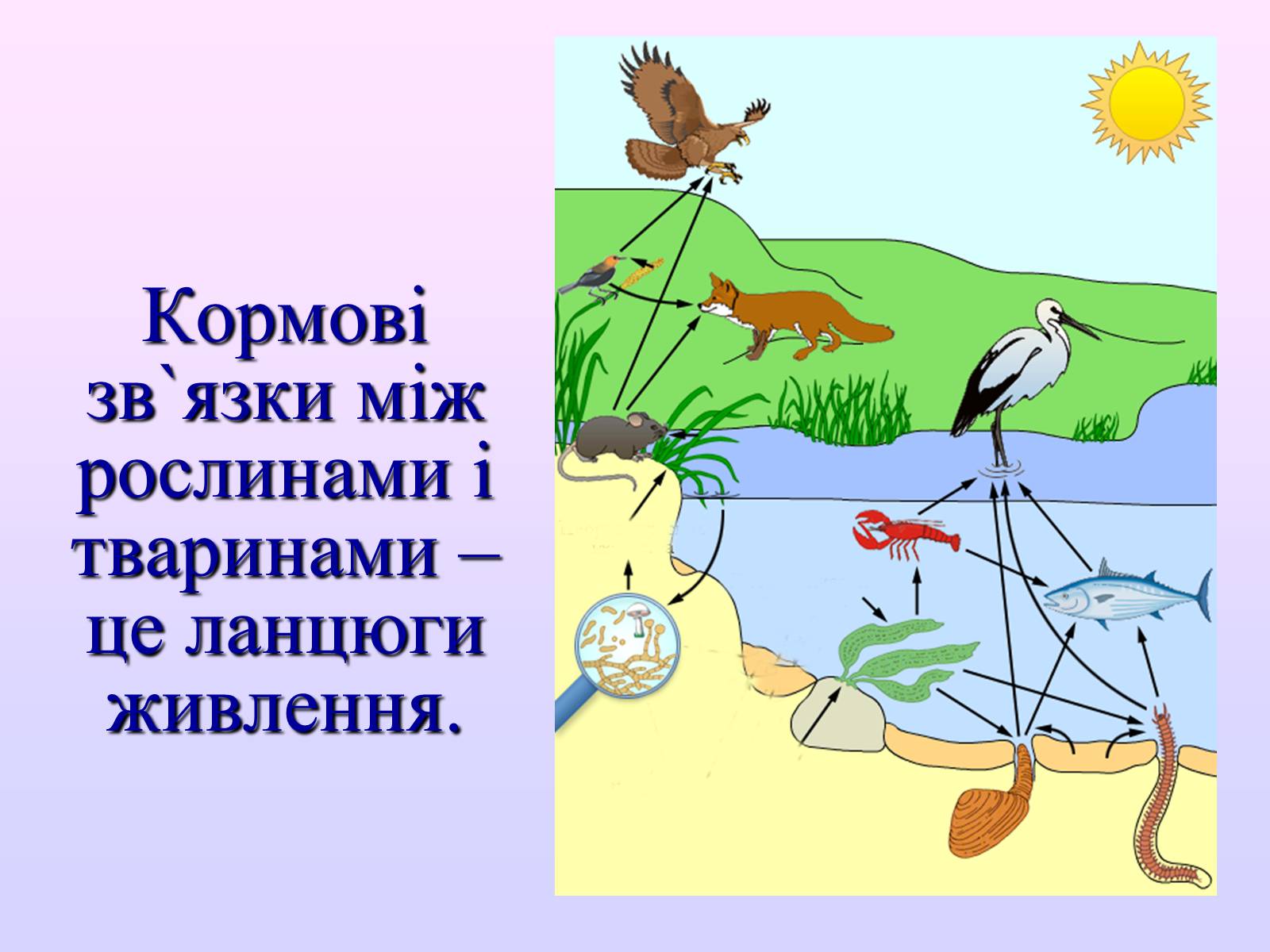 Презентація на тему «Взаємозв&#8217;язки в природі» - Слайд #31