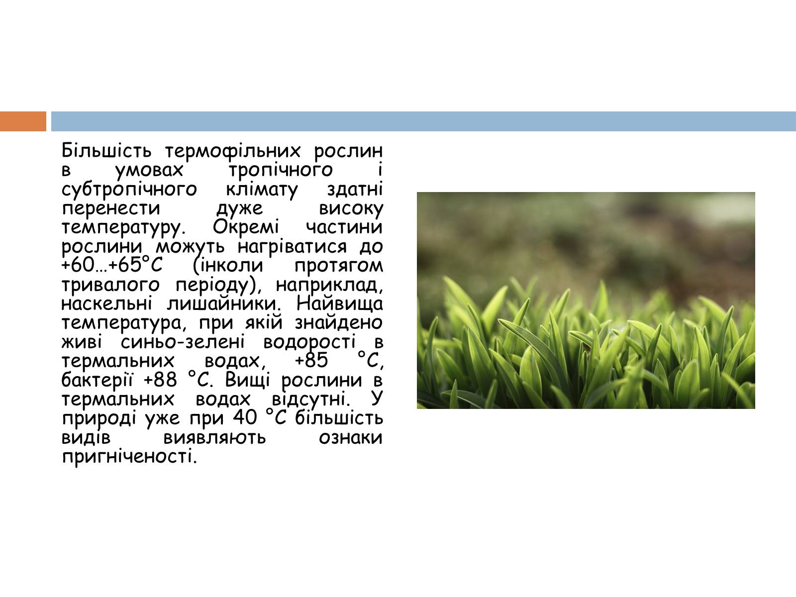 Презентація на тему «Екологічні фактори» (варіант 1) - Слайд #11